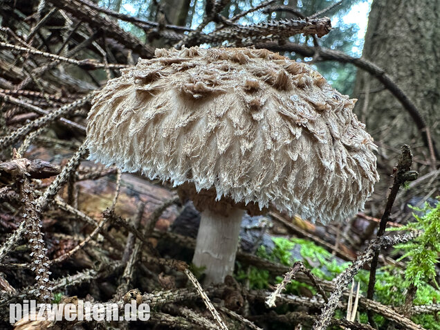 Olivbrauner Safranschirmling, Wald-Safranschirmling, Chlorophyllum olivieri