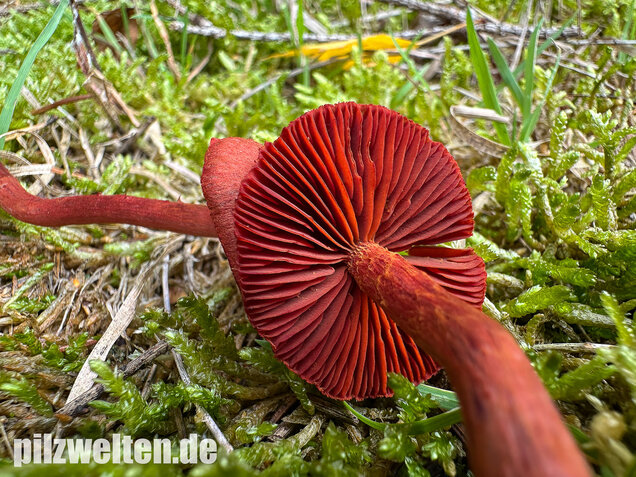 Blutroter Hautkopf, Bluthautkopf, Cortinarius sanguineus