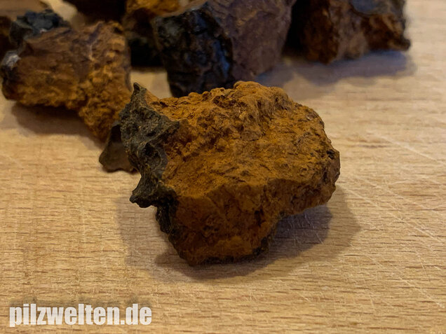 Schiefer Schillerporling, Chaga, Inonotus obliquus