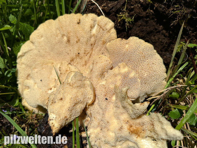 Schuppiger Porling, Cerioporus squamosus