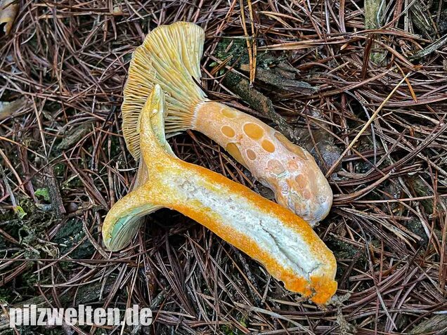 Spangrüner Kiefernreizker, Lactarius semisanguifluus
