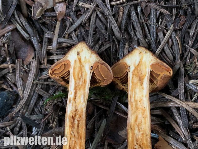 Spitzgebuckelter Raukopf, Cortinarius rubellus