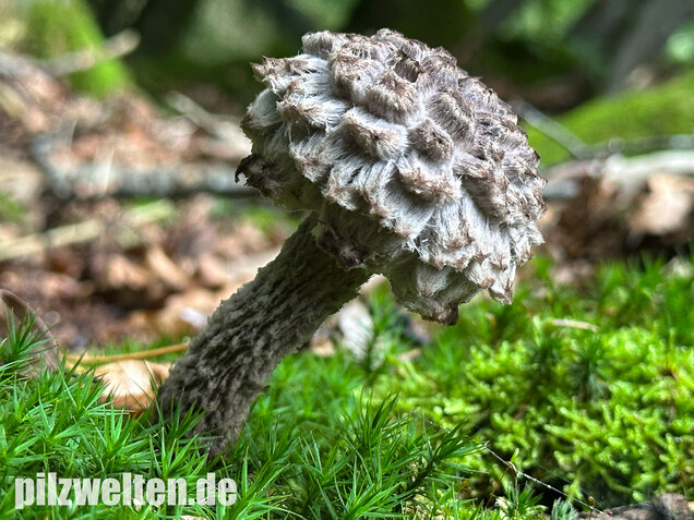 Strubbelkopfröhrling, Strobilomyces strobilaceus