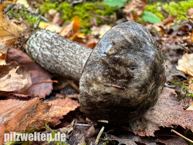 Vielverfärbender Birkenpilz, Leccinum variicolor