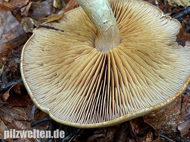 Violettblättriger Schleimfuß, Cortinarius delibutus