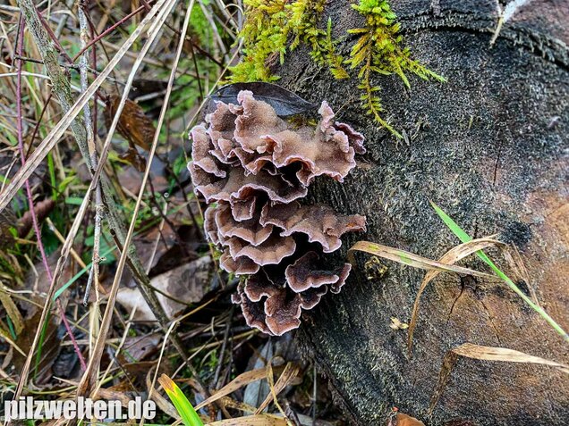 Violetter Knorpelschichtpilz, Chondrostereum purpureum