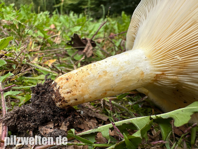 Blasser Zonenmilchling, Scharfer Pappelmilchling, Lactarius evosmus