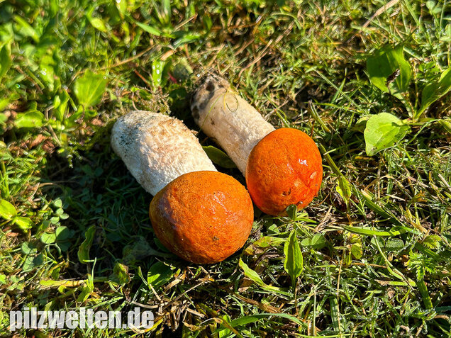 Weißstielige Rotkappe, Espenrotkappe, Leccinum leucopodium