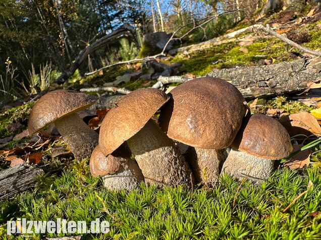 Wollstieliger Raufußröhrling, Leccinum cyaneobasileucum