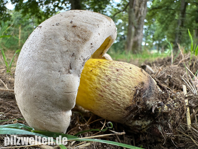 Wurzelnder Bitterröhrling, Caloboletus radicans
