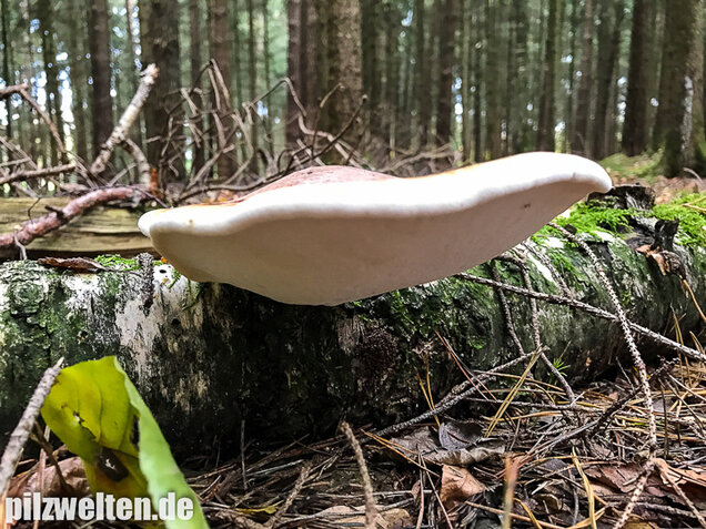 Birkenporling, Fomitopsis betulina