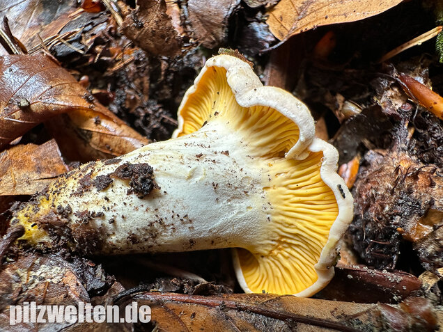 Blasser Pfifferling, Laubwaldpfifferling, Cantharellus pallens