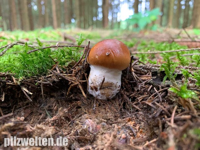 Blaublättriger Klumpfuß, Cortinarius callochrous