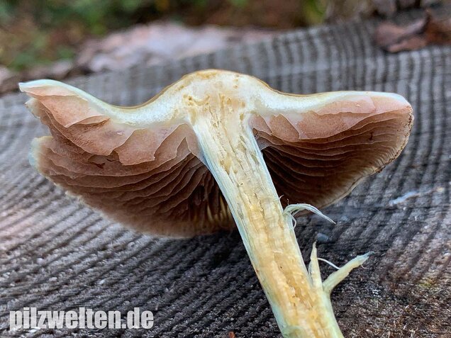 Blauer Träuschling, Stropharia caerulea