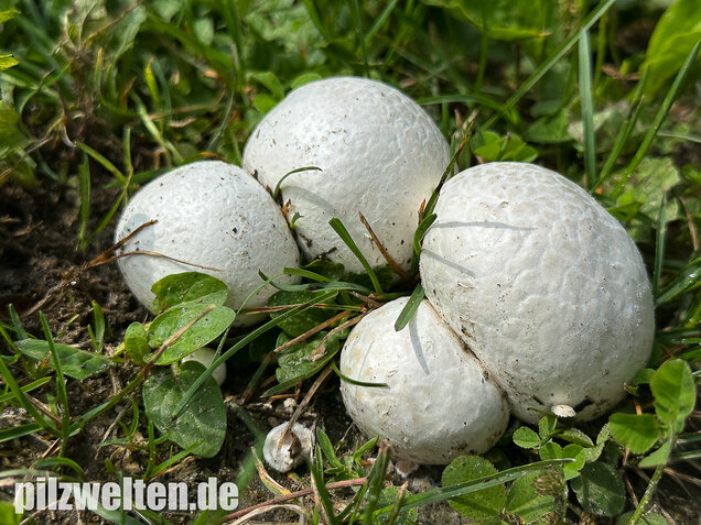 Bleigrauer Zwergbovist, Bleibovist, Bovista plumbea