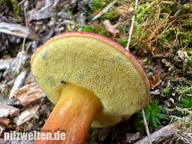 Blutroter Filzröhrling, Blutroter Gartenfilzröhrling, Hortiboletus rubellus