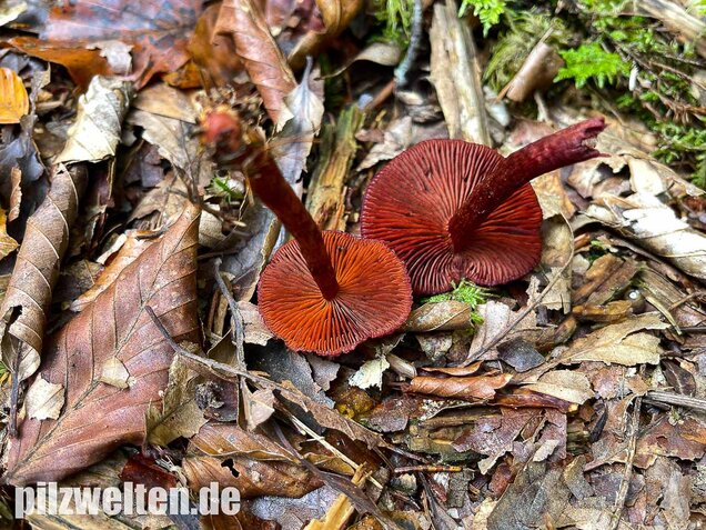 Blutroter Hautkopf, Cortinarius sanguineus
