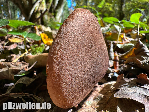 Braunschuppiger Ritterling, Feinschuppiger Ritterling, Tricholoma imbricatum