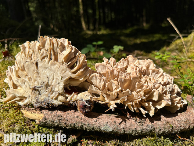 Breitblättrige Glucke, Sparassis brevipes