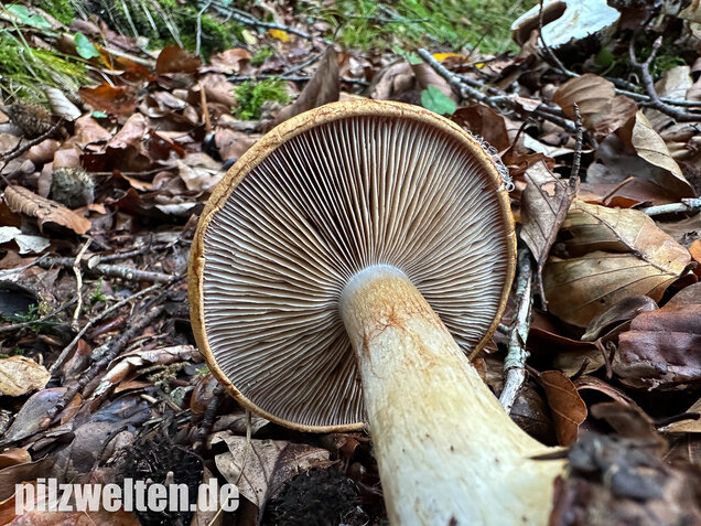Breitknolliger Klumpfuß, Cortinarius saporatus