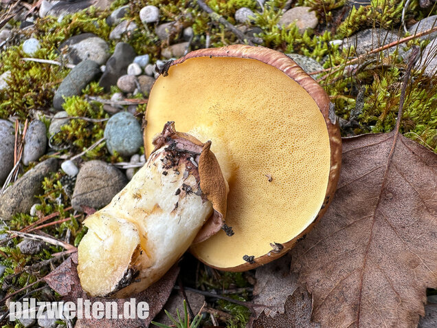 Butterpilz, Butterröhrling, Suillus luteus
