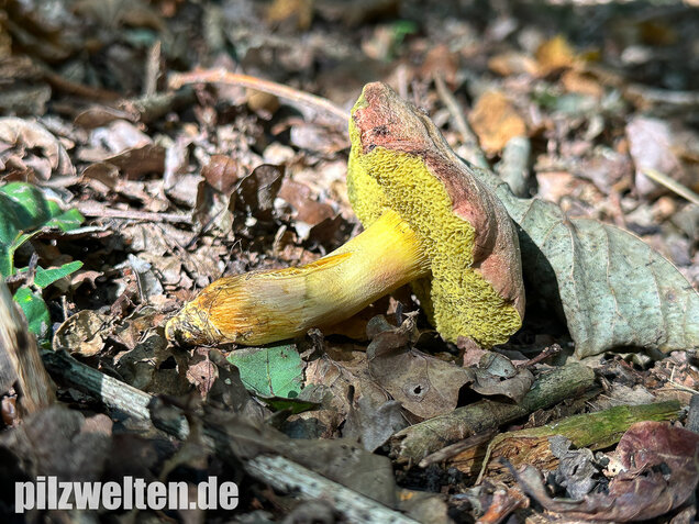 Eichenfilzröhrling, Hortiboletus engelii