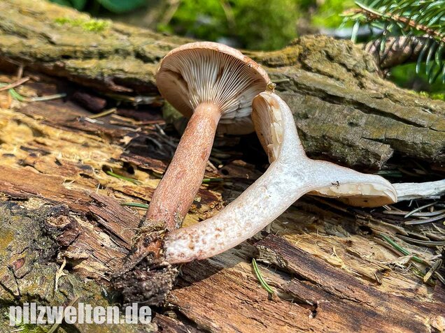 Eichenmilchling, Lactarius quietus