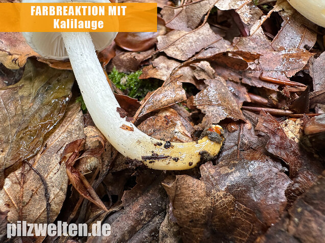Elfenbeinschneckling, Hygrophorus eburneus