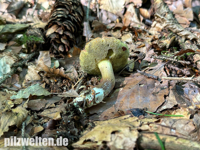 Falscher Rotfußröhrling, Düsterer Rotfußröhrling, Xerocomellus porosporus