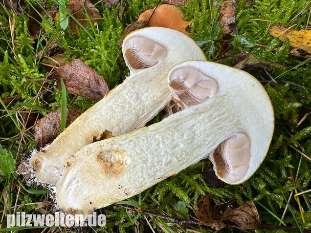 Gelbgestiefelter Schleimkopf, Phlegmacium triumphans