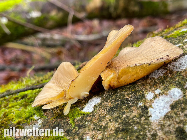 Gelbstieliger Muschelseitling, Sarcomyxa serotina
