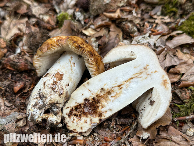 Gilbender Stinktäubling, Russula subfoetens