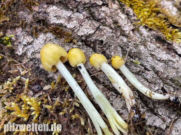 Goldmistpilz, Bolbitius titubans