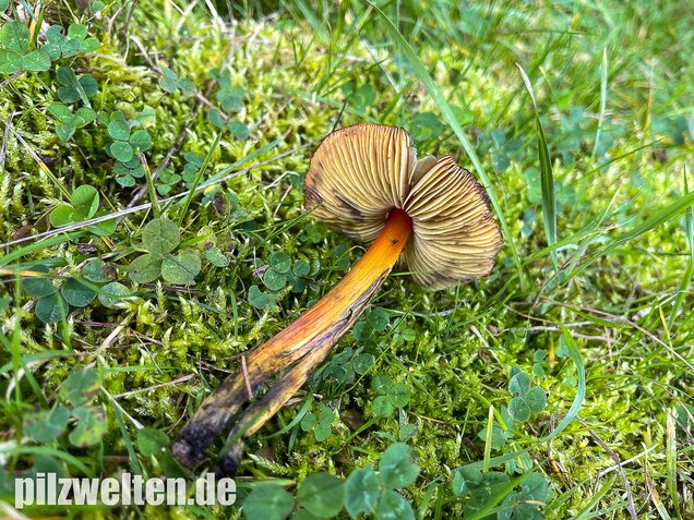 Kegeliger Saftling, Schwärzender Saftling, Hygrocybe conica