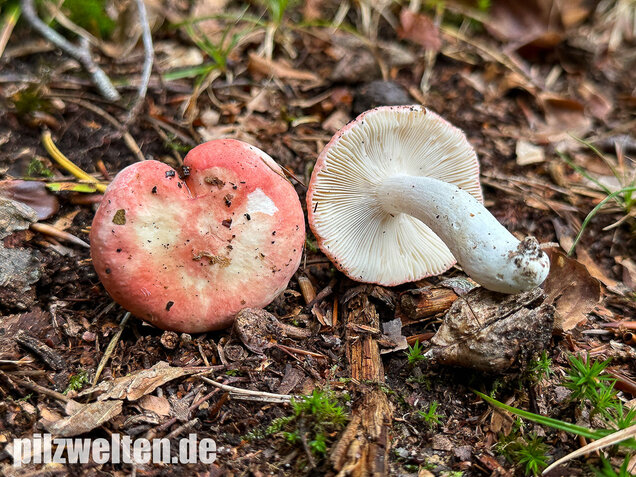 Kleiner Rosatäubling, Russula minutula