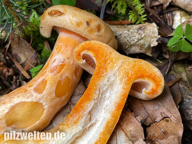 Lachsreizker, Lactarius salmonicolor