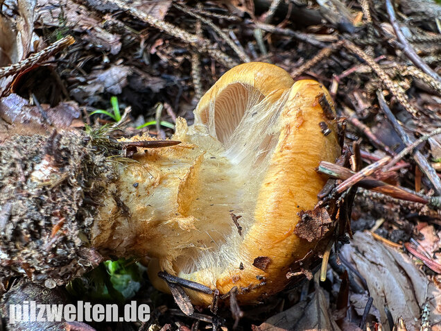Geschmückter Schleimkopf, Phlegmacium saginum