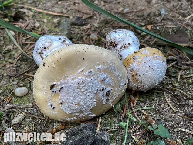 Narzissengelber Knollenblätterpilz, Amanita gemmata