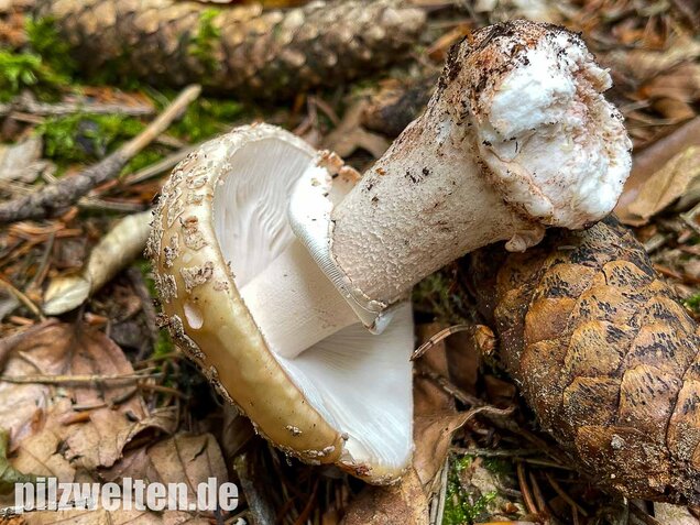 Perlpilz, Rötender Wulstling, Amanita rubescens