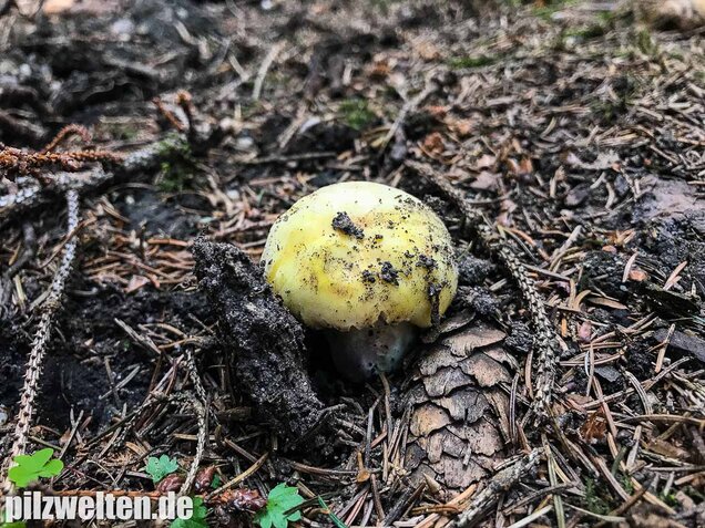 Violettstieliger Pfirsichtäubling, Russula violeipes