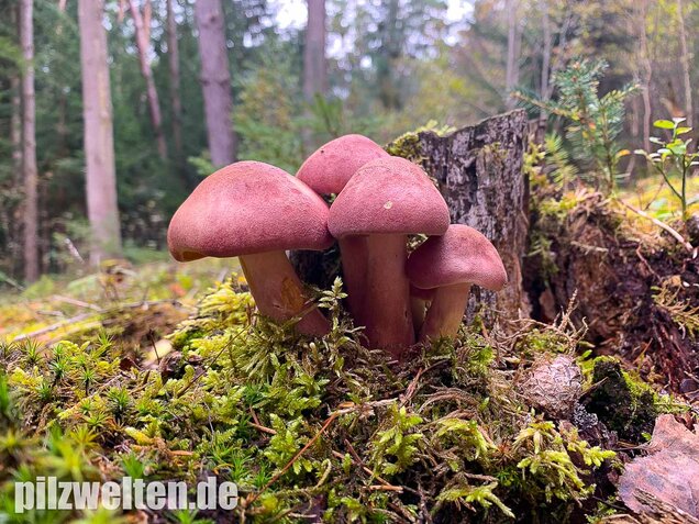 Purpurfilziger Holzritterling, Tricholomopsis rutilans