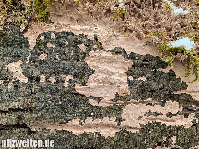 Rosafarbener Rindenpilz, Laeticorticium roseum