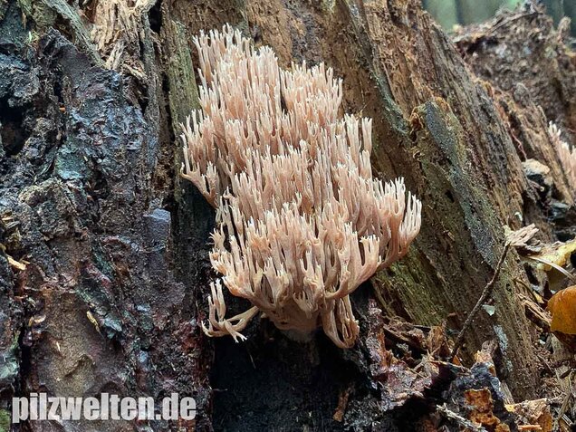 Rotbraune Koralle, Ramaria rubella