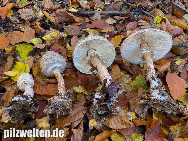 Olivbrauner Safranschirmling, Wald-Safranschirmling, Chlorophyllum olivieri