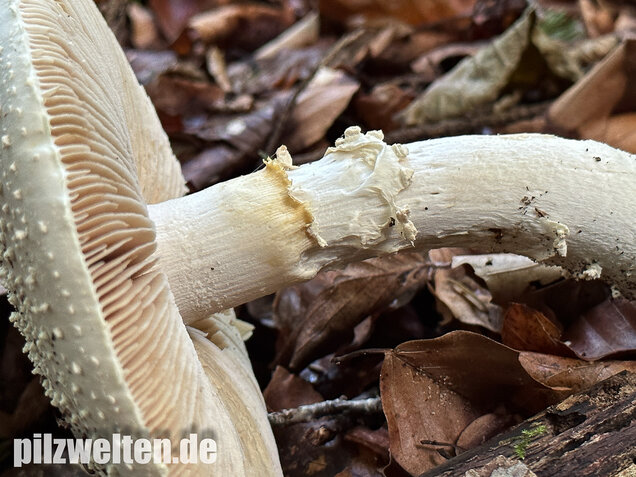 Spitzkegeliger Wulstling, Amanita echinocephala