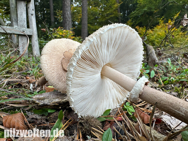 Sternschuppiger Riesenschirmling, Grobscholliger Riesenschirmling, Macrolepiota rhodosperma