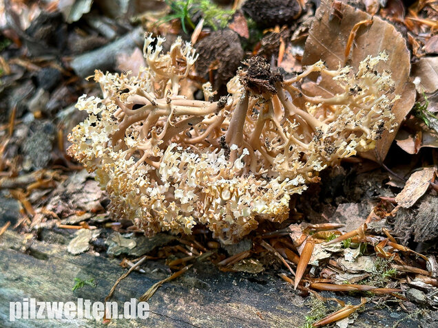 Verzweigte Becherkoralle, Artomyces pyxidatus