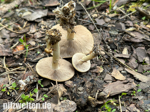 Voreilender Ackerling, Agrocybe praecox