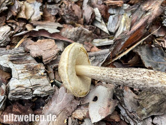 Weißer Birkenpilz, Leccinum holopus
