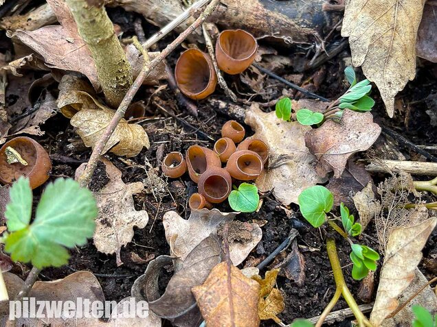 Anemonenbecherling, Sklerotienbecherling, Dumontinia tuberosa